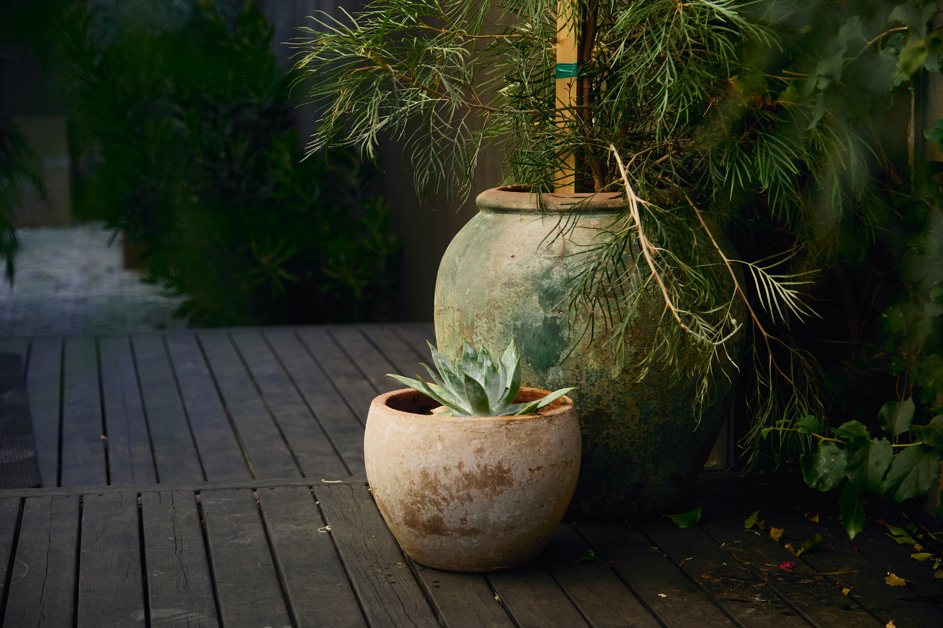 Potted plants on the Florish patio