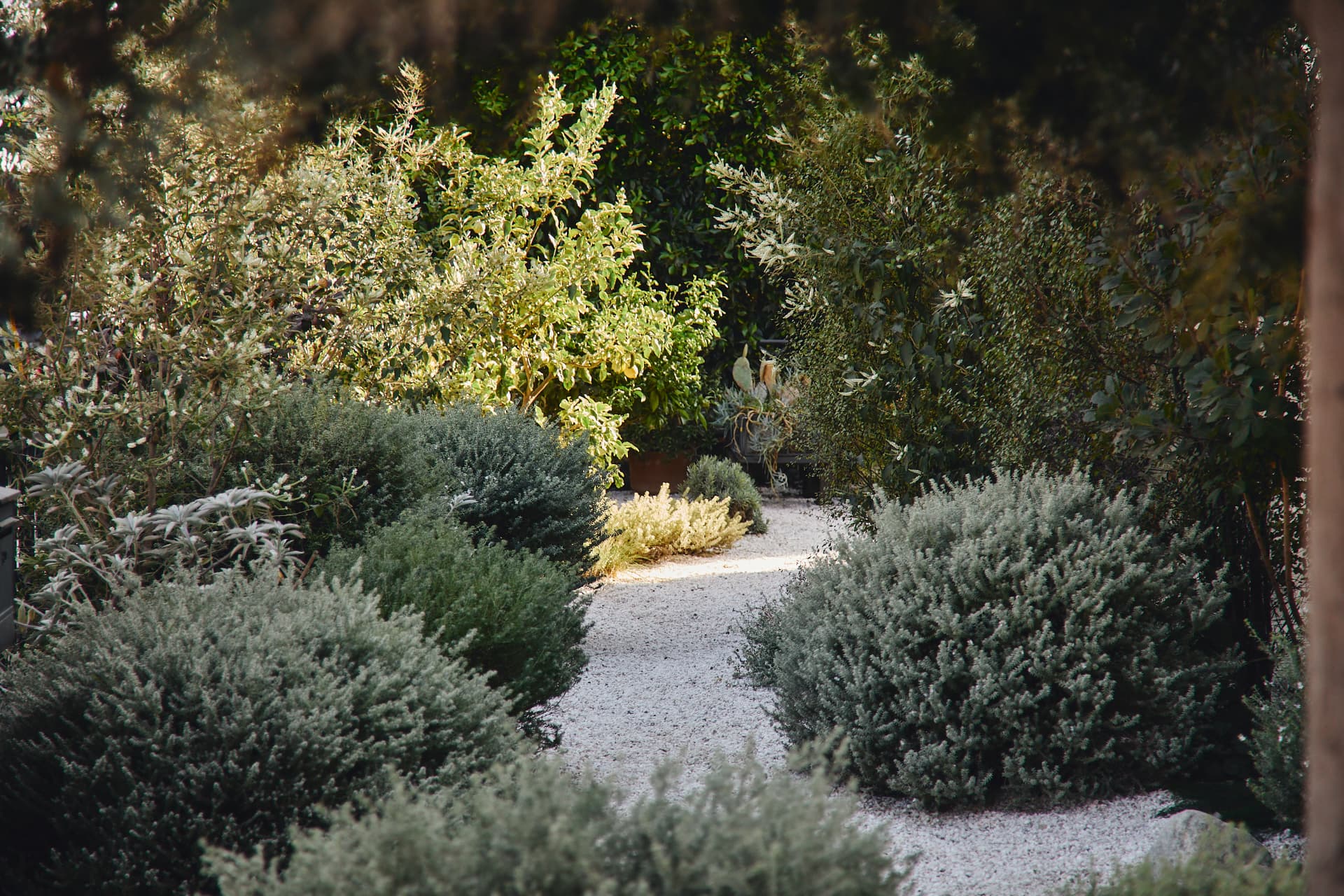 A sunlit garden path lined with shrubs and trees